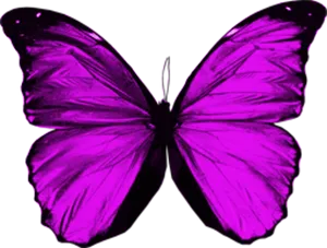 Vibrant Purple Butterfly PNG Image