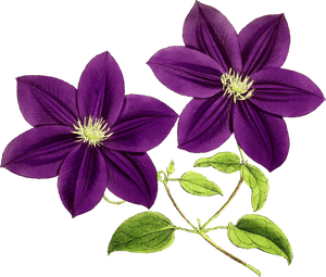 Floral, Flowers, Leaf, Leaves, Purple, Vintage - Purple Flowers, HD Png Download PNG image with transparent background