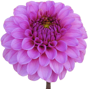 Dahlia, Pink, Flower Garden, Dahlia Garden, Isolated - Transparent Dahlia Free, HD Png Download PNG image with transparent background