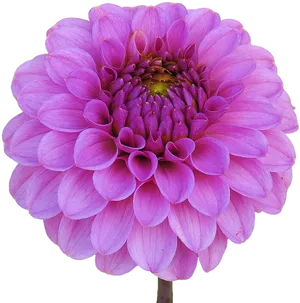 Vibrant Purple Dahlia Flower.png PNG Image