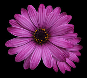 Vibrant Purple Daisy Black Background PNG image with transparent background
