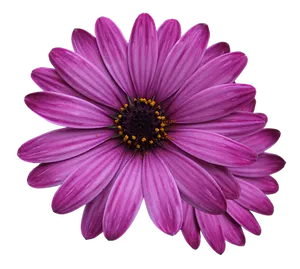 Vibrant Purple Daisy Black Background PNG Image