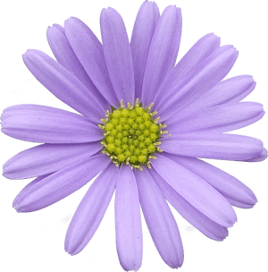 Vibrant Purple Daisy Isolated PNG image with transparent background