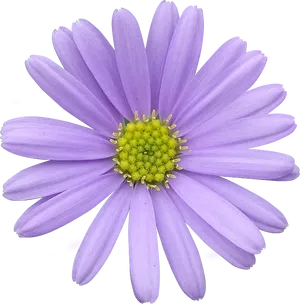 Vibrant Purple Daisy Isolated PNG Image