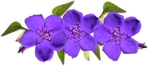 Purple, Flowers, Arrangement, Garden - Purple Flowers, HD Png Download PNG with transparent background