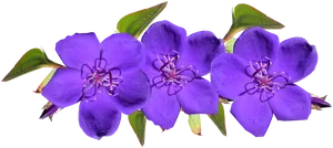 Vibrant_ Purple_ Flowers_ Transparent_ Background.png PNG Image