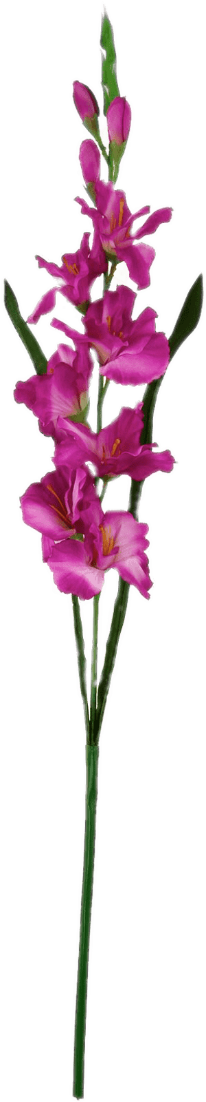 Dark Pink Gladiolus - Cattleya Elongata, HD Png Download PNG with transparent background
