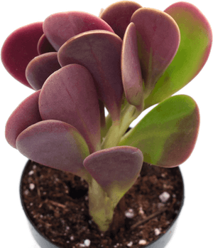 Clip Art Senecio Jacobsenii Trailing Jade - Senecio Jacobsenii Trailing Jade, HD Png Download PNG image with transparent background