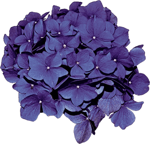 Hydrangea Transparent Clip Art - Purple Hydrangeas Png, Png Download PNG image with transparent background
