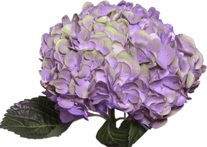 Amathyst Light Purple - Light Purple Purple Hydrangea Flowers, HD Png Download PNG image with transparent background