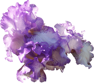 Com Light Purple Ir - Light Purple Flowers Png, Transparent Png PNG image with transparent background