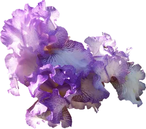 Vibrant_ Purple_ Iris_ Blooms PNG Image