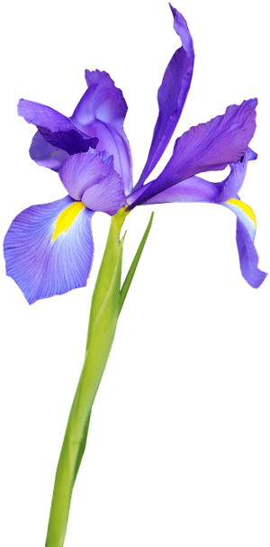 Iris Versicolor, HD Png Download PNG with transparent background