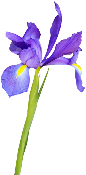 Vibrant Purple Iris Flower PNG Image