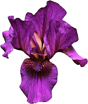 Transparent Background Iris Flower Png, Png Download PNG with transparent background