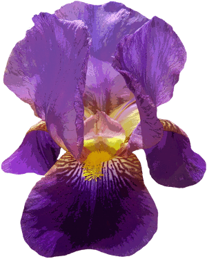 Iris Flower Transparent Background, HD Png Download PNG with transparent background