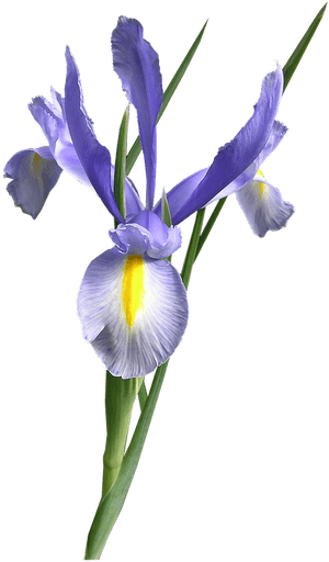 Flower,flowering Plant,plant,algerian Family,cut Flowers,iris,orris - Single Dutch Iris Flower, HD Png Download PNG image with transparent background