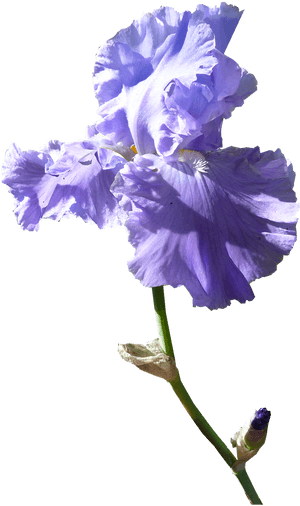Iris Flower Dark Mauve - Purple Iris Flower Png, Transparent Png PNG with transparent background