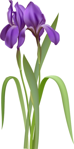 Iris Flower Png- - Purple Iris Flowers, Transparent Png PNG image with transparent background