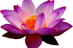 Vibrant Purple Lotus Flower PNG Image