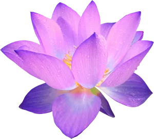 Vibrant Purple Lotus Flower PNG Image