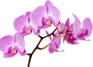 Lilies Flower Singapore Moth Water Orchids Orchid Clipart - Transparent Background Orchid Clipart, HD Png Download PNG with transparent background