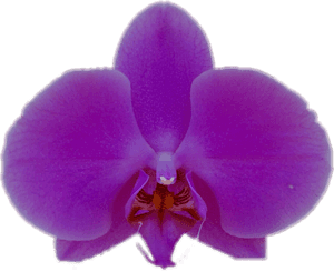 Transparent Purple Orchid Png - Moth Orchid, Png Download PNG with transparent background