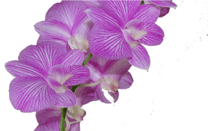 Flower,flowering Orchid,orchids Of The Stem,sweet Peas,herbaceous - Orchid Cartoon Transparent, HD Png Download PNG with transparent background