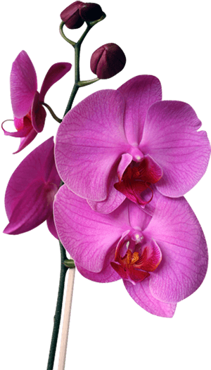 Png Beautiful Orchids - Orchids, Transparent Png PNG image with transparent background