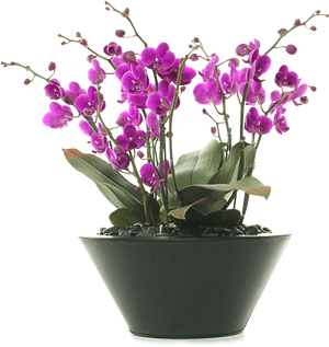 Moth Orchid, HD Png Download PNG with transparent background