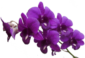 Purple Flowers Png, Transparent Png PNG image with transparent background