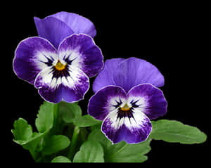 Vibrant Purple Pansies Black Background PNG image with transparent background