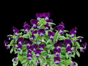 Vibrant Purple Pansies Black Background PNG image with transparent background