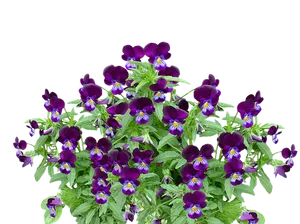 Vibrant Purple Pansies Black Background PNG Image