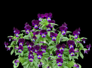 Vibrant Purple Pansies Black Background PNG image with transparent background