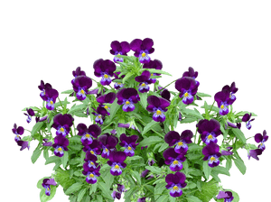 Vibrant Purple Pansies Cluster PNG image with transparent background