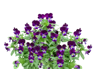 Vibrant Purple Pansies Cluster PNG Image