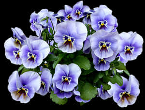 Vibrant Purple Pansies PNG image with transparent background