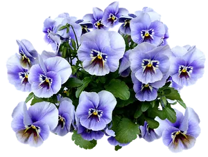 Vibrant Purple Pansies PNG Image