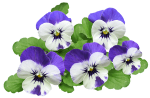 Vibrant Purple Pansies Transparent Background PNG image with transparent background