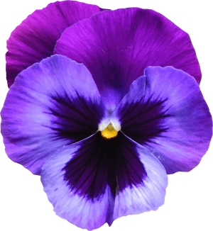 Download Violet Png Photos - Violet Flower, Transparent PNG with transparent background