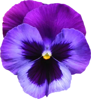 Vibrant Purple Pansy Flower PNG Image