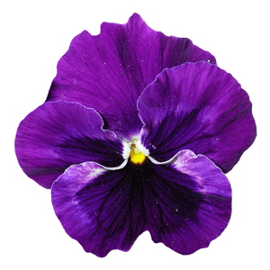 Vibrant Purple Pansy Flower PNG image with transparent background