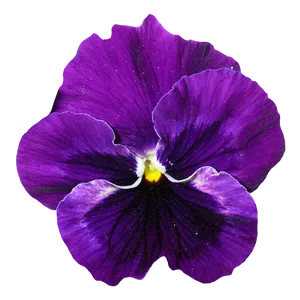 Vibrant Purple Pansy Flower PNG Image