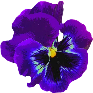 Vibrant Purple Pansy Flower PNG Image