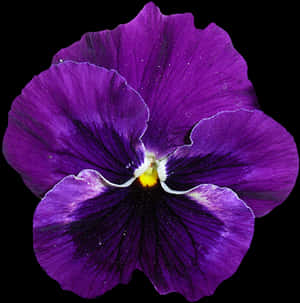 Vibrant Purple Pansy Flower PNG image with transparent background