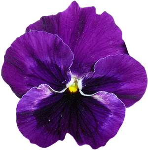 Vibrant Purple Pansy Flower PNG Image