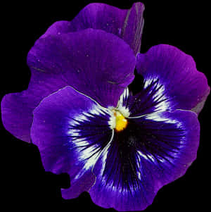 Vibrant Purple Pansy Flower PNG image with transparent background