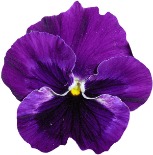 Vibrant Purple Pansy Flower.png PNG image with transparent background