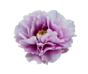 Peony PNG Clipart PNG with transparent background